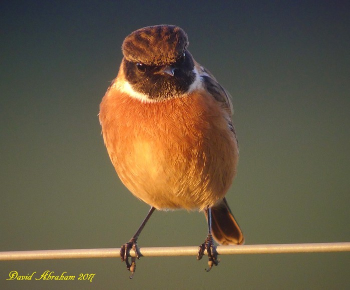 Stonechat