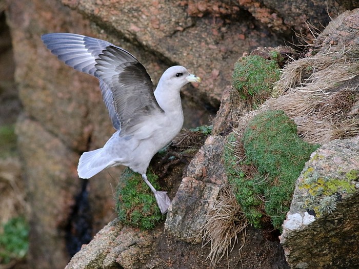 Blue Fulmar