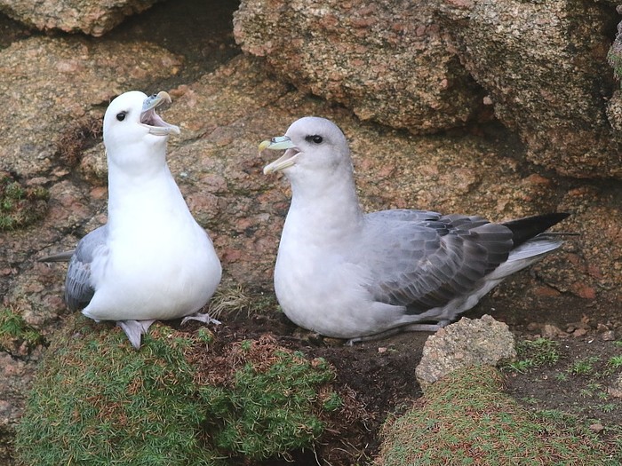Blue Fulmar