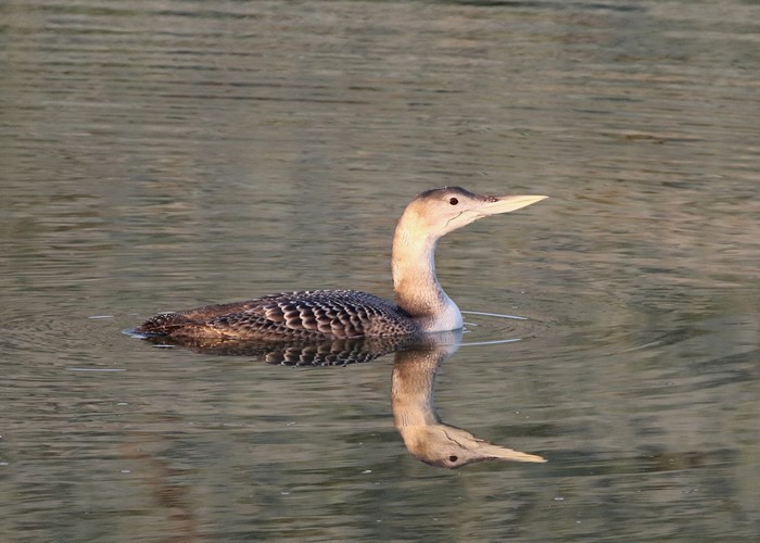 White-billed Diver