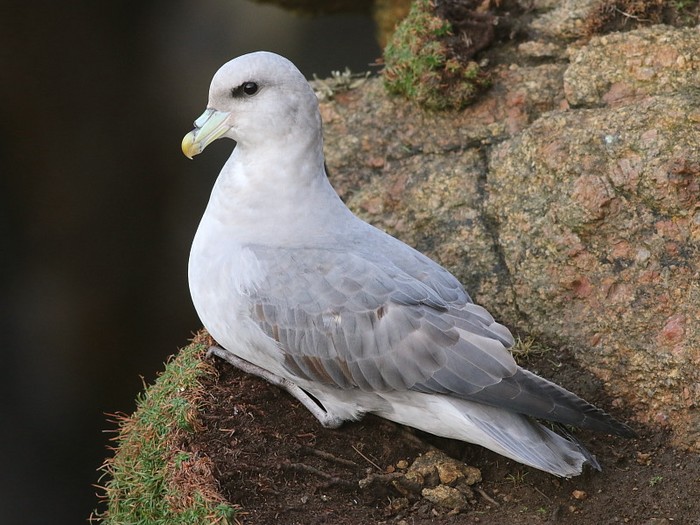 Blue Fulmar