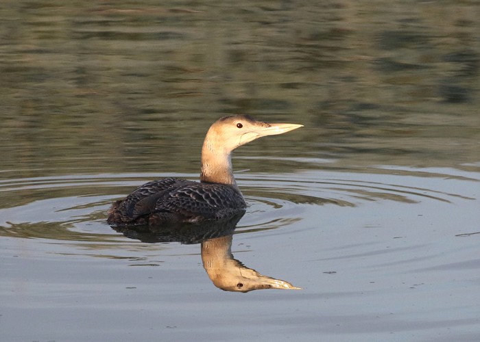 White-billed Diver