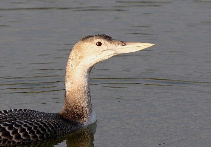 White-billed Diver