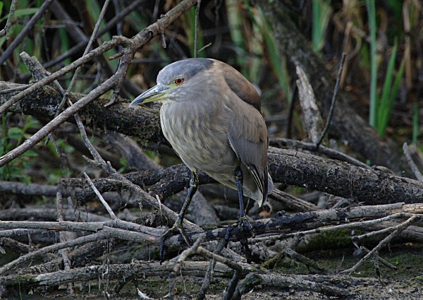 Night Heron