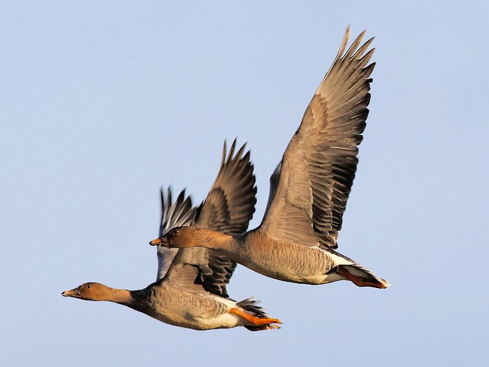 Tundra Bean Goose