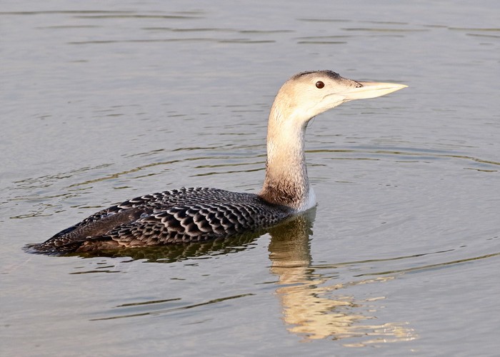 White-billed Diver