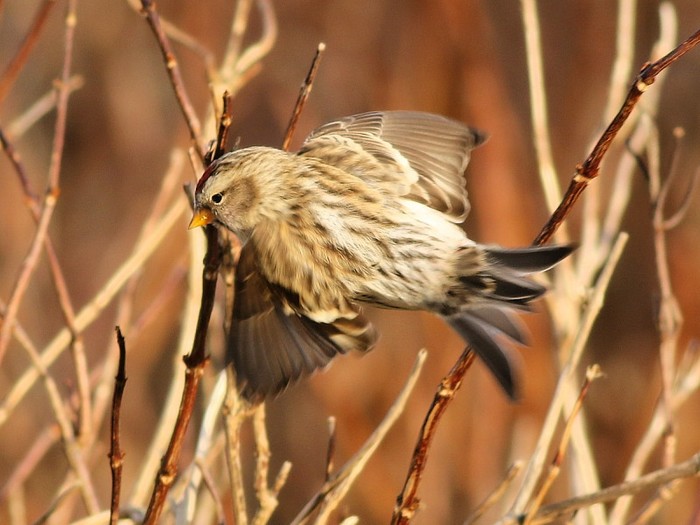 Common Redpoll