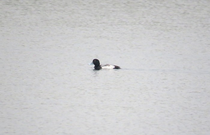 Lesser Scaup