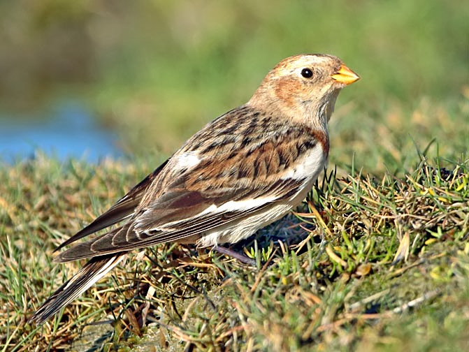 Snow Bunting