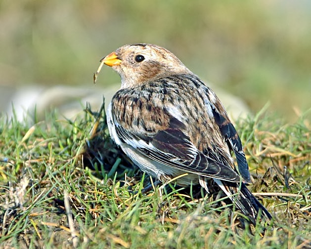 Snow Bunting
