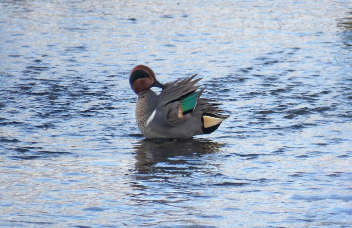 Green-winged Teal