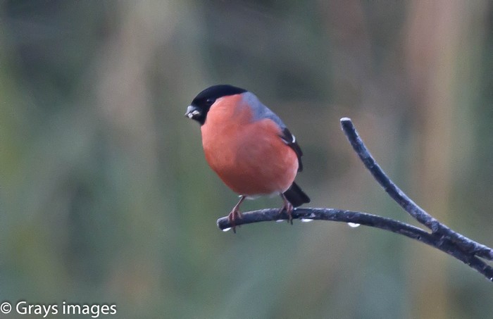 Bullfinch