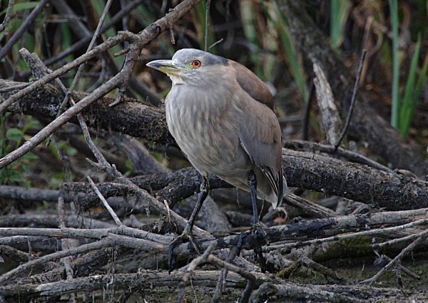 Night Heron