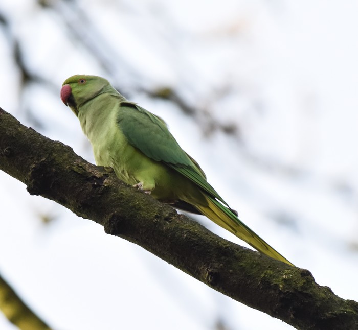 Ring-necked Parakeet