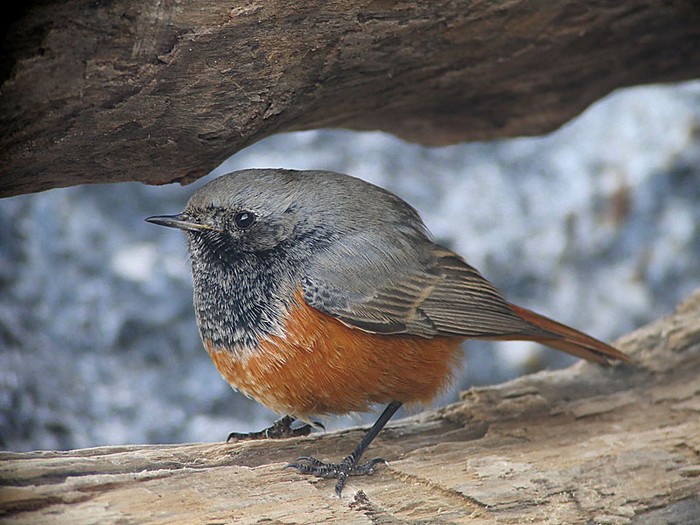 Eastern Black Redstart
