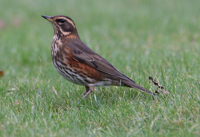 Redwing