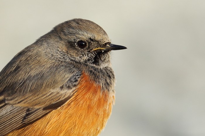 Eastern Black Redstart