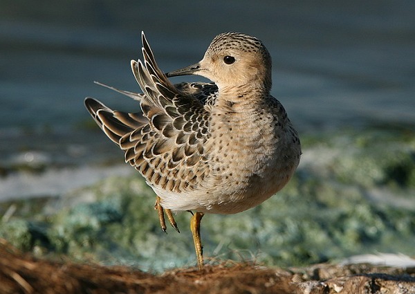 Buff-breasted Sandpiper