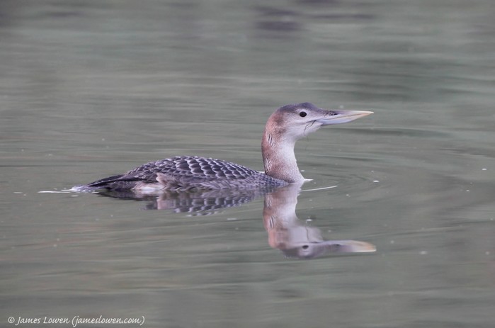 White-billed Diver