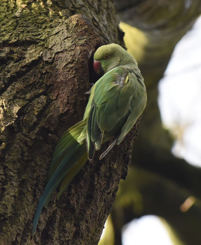 Ring-necked Parakeet