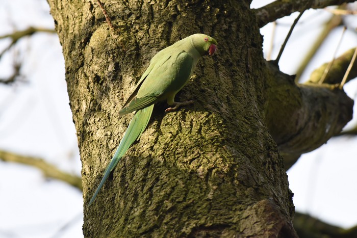 Ring-necked Parakeet