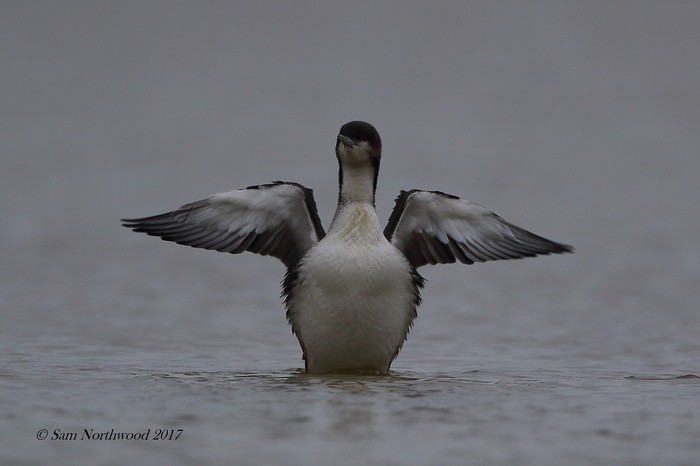 Pacific Diver