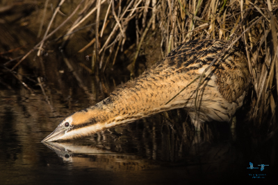 Bittern