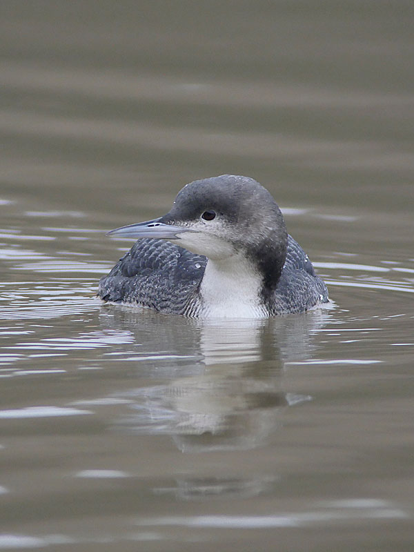 Pacific Diver