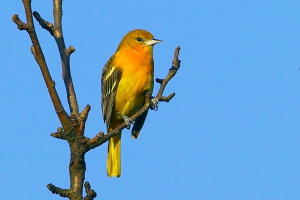 Baltimore Oriole