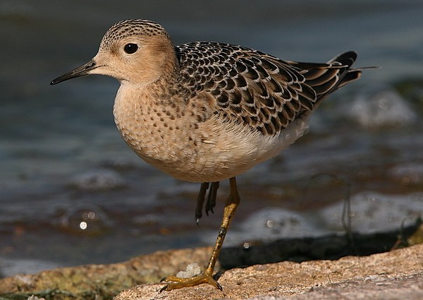 Buff-breasted Sandpiper