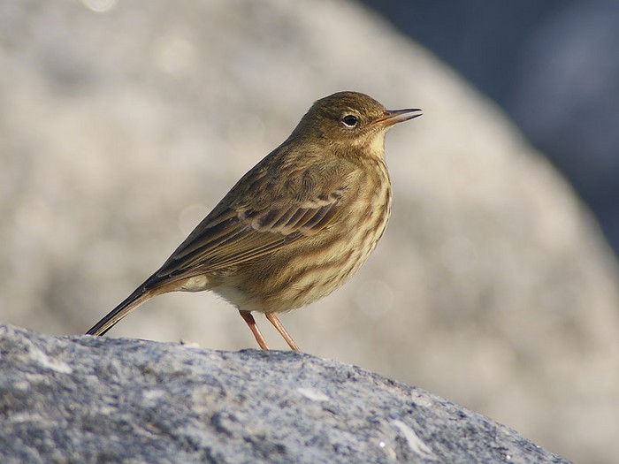 Rock Pipit