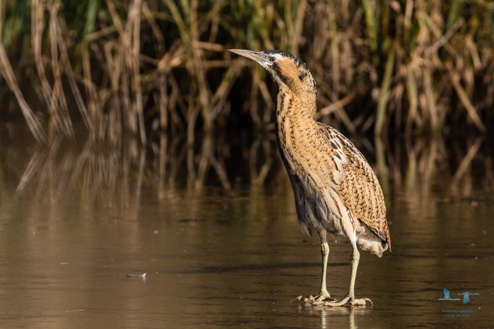 Bittern