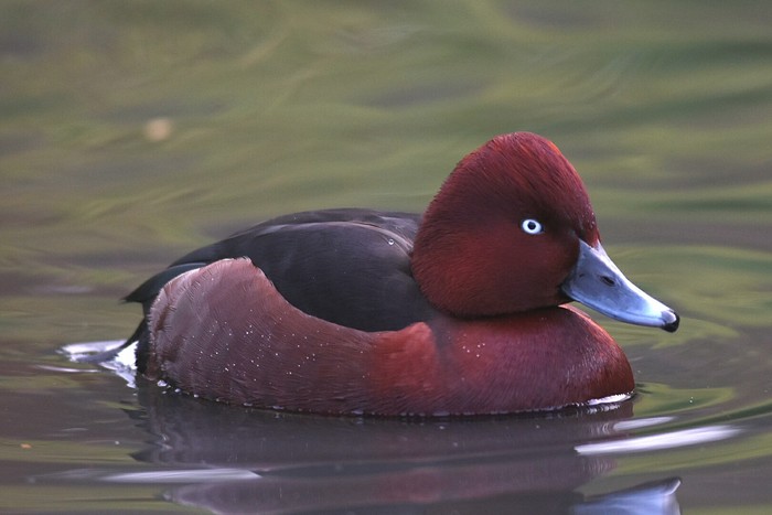 Ferruginous Duck