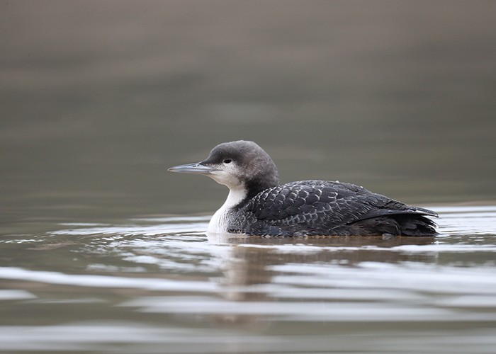 Pacific Diver