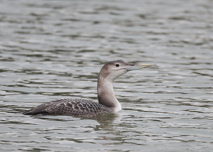 White-billed Diver