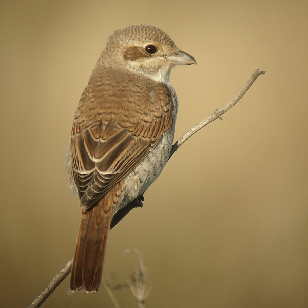 Red-backed Shrike