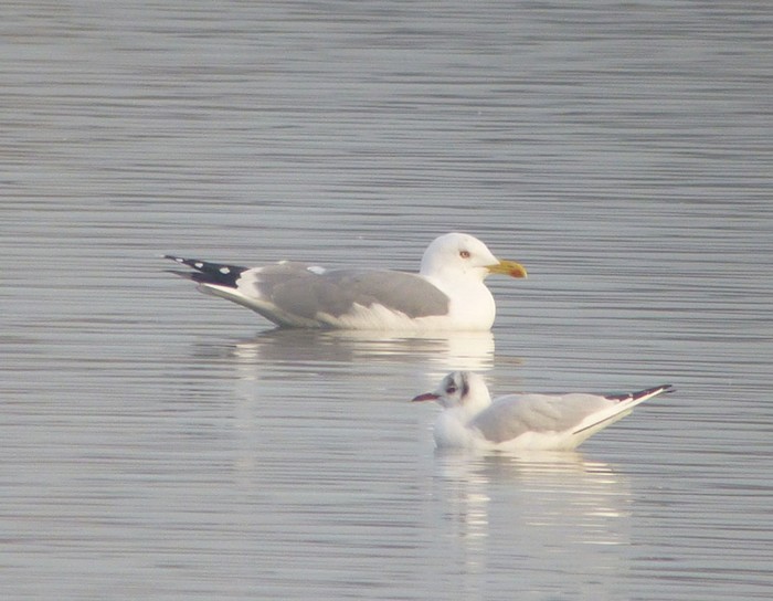 Yellow-legged Gull