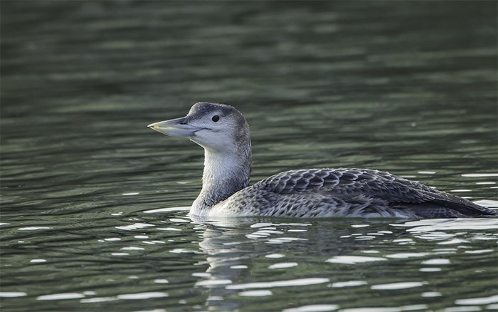 White-billed Diver
