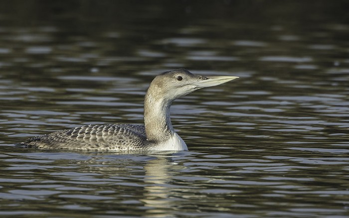 White-billed Diver