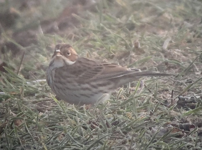 Little Bunting