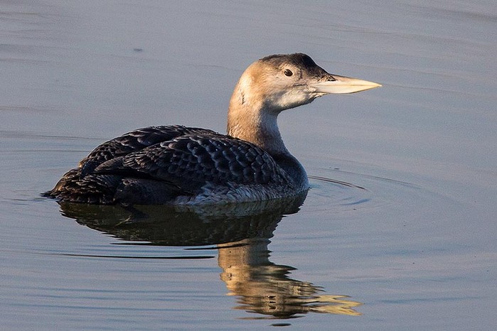 White-billed Diver