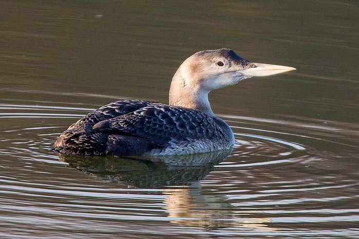 White-billed Diver