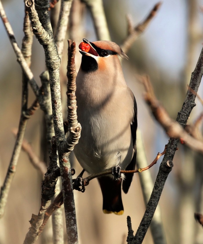 Waxwing