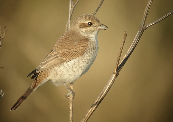 Red-backed Shrike