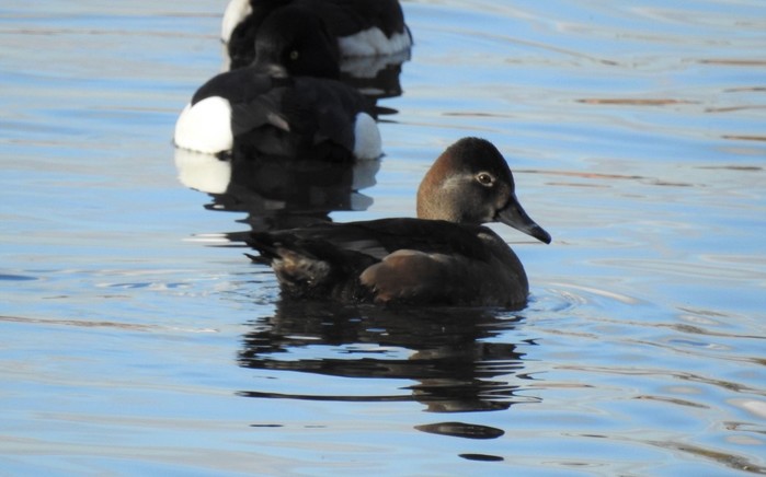 Ring-necked Duck