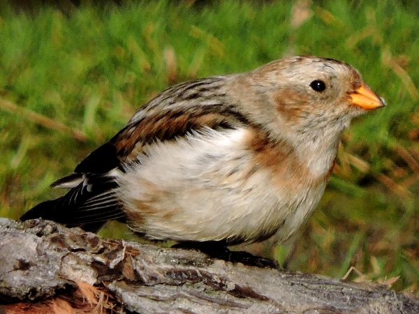 Snow Bunting