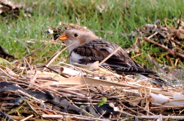 Snow Bunting