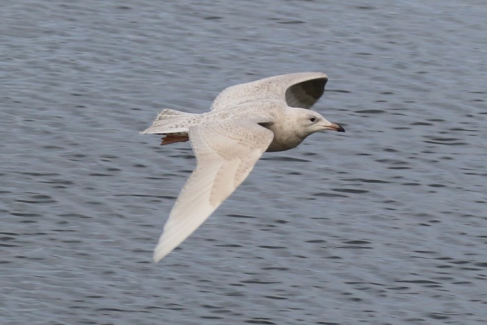 Iceland Gull