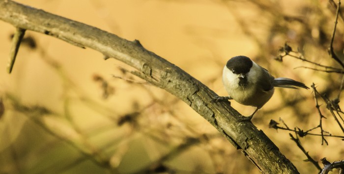 Willow Tit