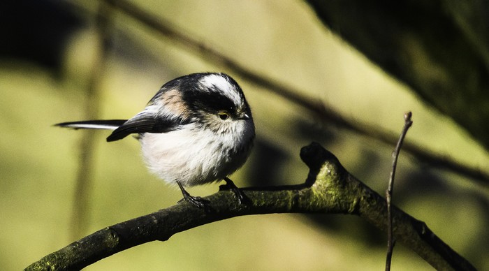 Long-tailed Tit